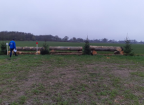 11. Trakehner